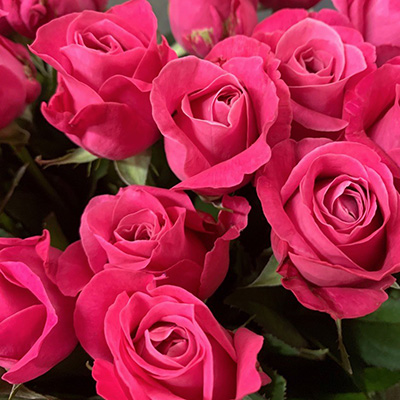 ひぐちばら園 公式 群馬県伊勢崎市のバラ農家